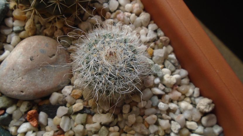 Mammillaria hahniana, Queretaro, Mx. - Cactusi 2020 - catalogare 3