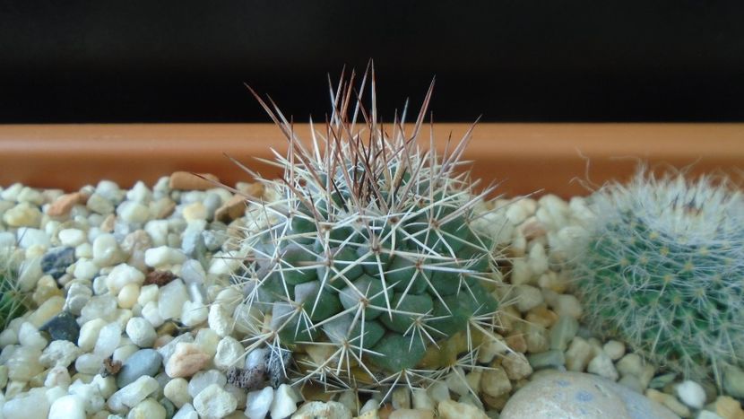 Mammillaria sonorensis - Cactusi 2020 - catalogare 3