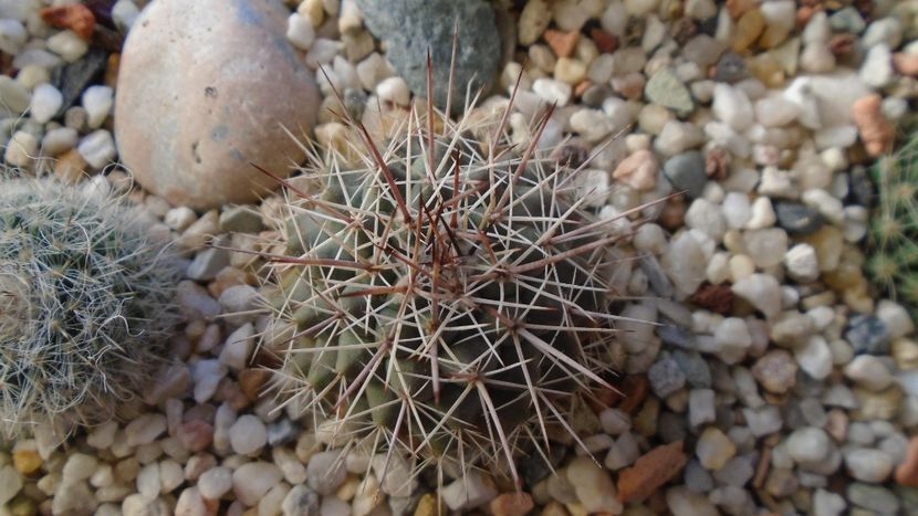 Mammillaria sonorensis - Cactusi 2020 - catalogare 3