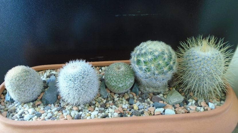 Grup de 5 Mammillaria - Cactusi 2020 - catalogare 3