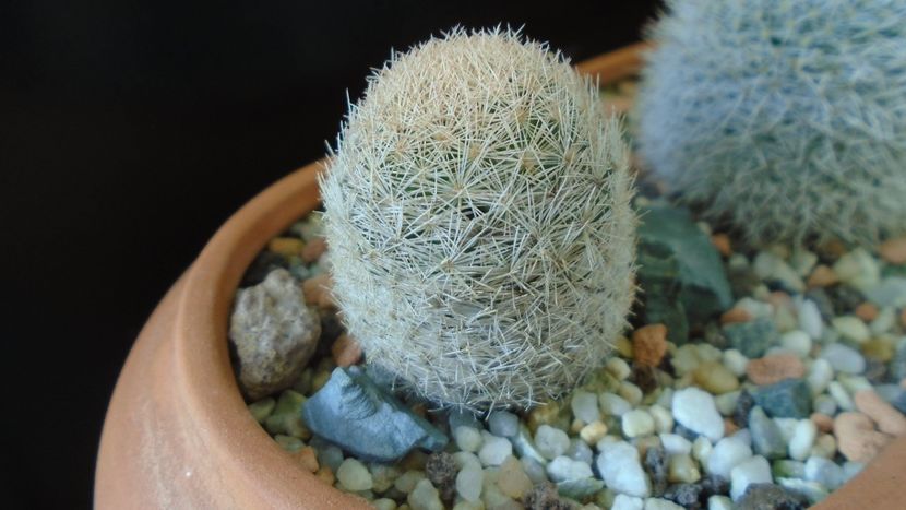 Mammillaria magallanii - Cactusi 2020 - catalogare 3