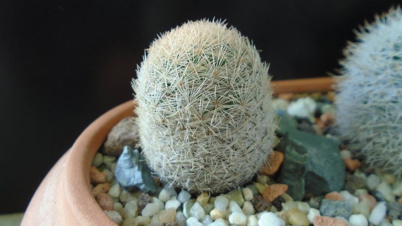 Mammillaria magallanii - Cactusi 2020 - catalogare 3