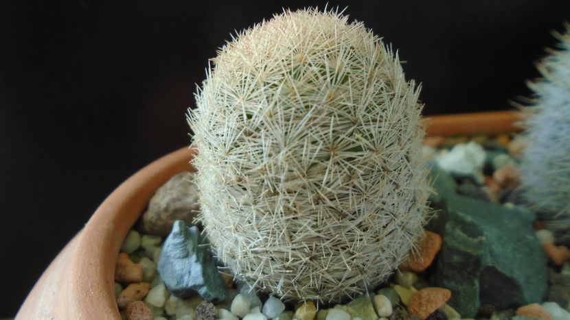 Mammillaria magallanii - Cactusi 2020 - catalogare 3