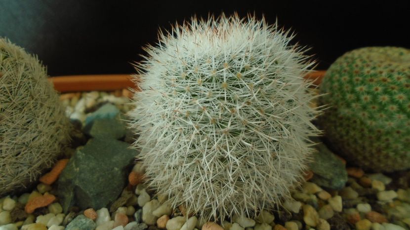 Mammillaria klissingiana - Cactusi 2020 - catalogare 3
