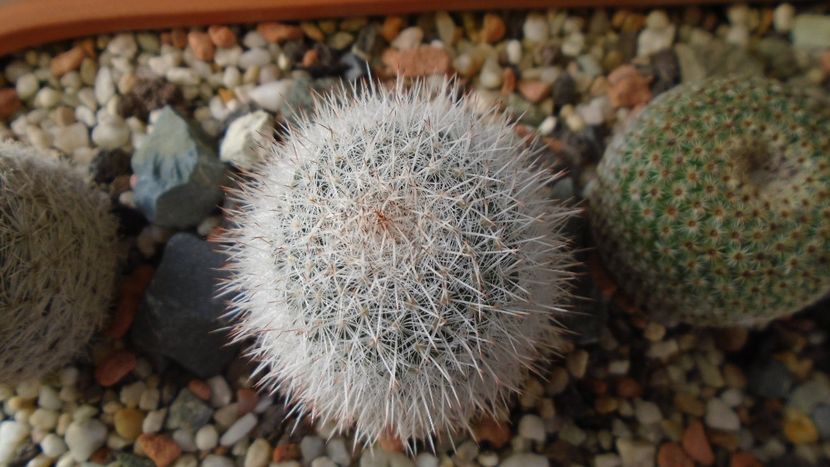 Mammillaria klissingiana - Cactusi 2020 - catalogare 3