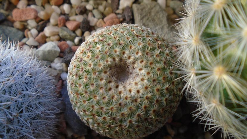 Mammillaria huitzilopochtli - Cactusi 2020 - catalogare 3