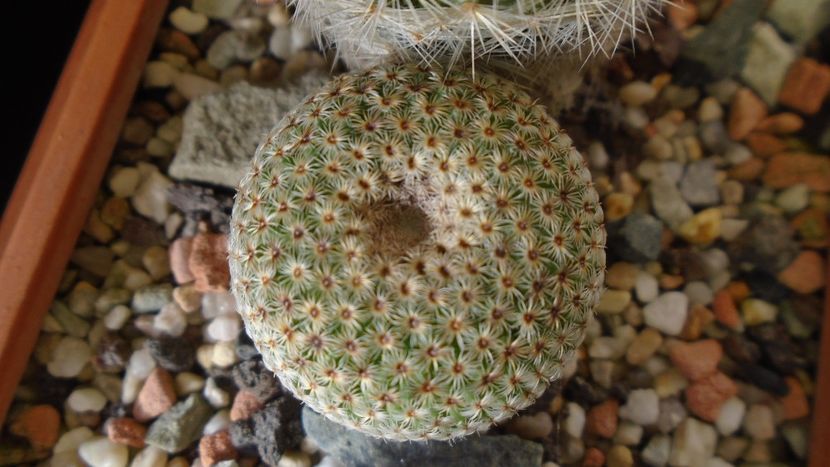 Mammillaria huitzilopochtli - Cactusi 2020 - catalogare 3