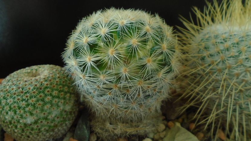 Mammillaria laui albiflora - Cactusi 2020 - catalogare 3