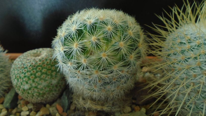 Mammillaria laui albiflora - Cactusi 2020 - catalogare 3