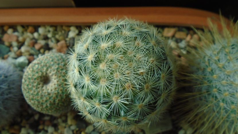 Mammillaria laui albiflora - Cactusi 2020 - catalogare 3
