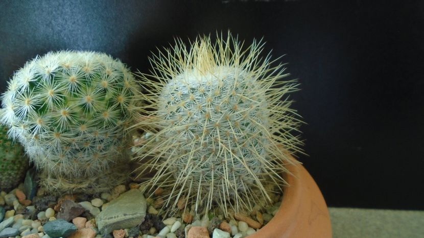 Mammillaria dixanthocentron - Cactusi 2020 - catalogare 3