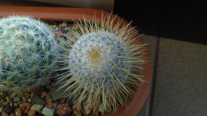 Mammillaria dixanthocentron - Cactusi 2020 - catalogare 3