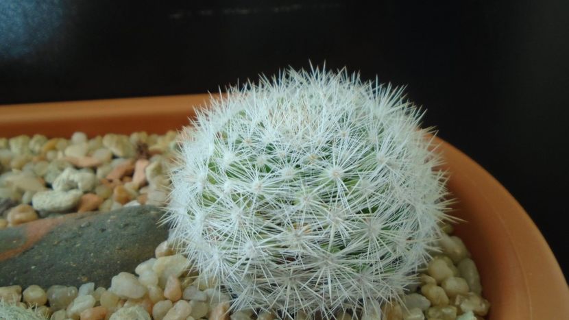 Mammillaria candida = Mammilloydia candida - Cactusi 2020 - catalogare 3