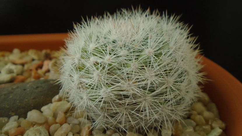 Mammillaria candida = Mammilloydia candida - Cactusi 2020 - catalogare 3