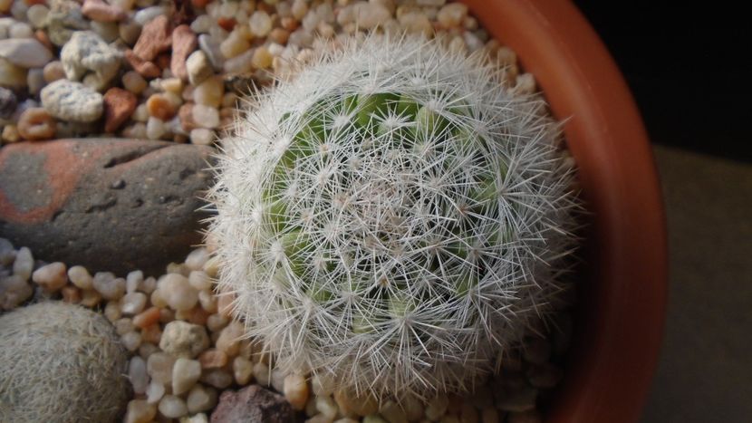 Mammillaria candida = Mammilloydia candida - Cactusi 2020 - catalogare 3