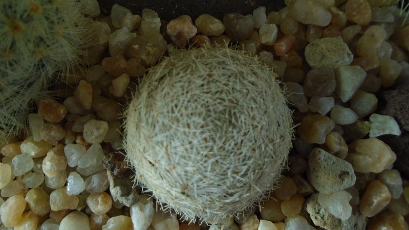 Mammillaria lasiacantha - Cactusi 2020 - catalogare 3