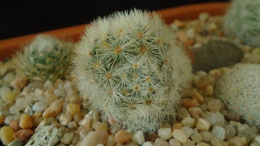 Mammillaria laui v. flavispina - Cactusi 2020 - catalogare 3