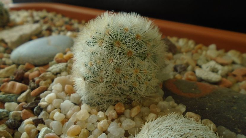 Mammillaria laui v. flavispina - Cactusi 2020 - catalogare 3