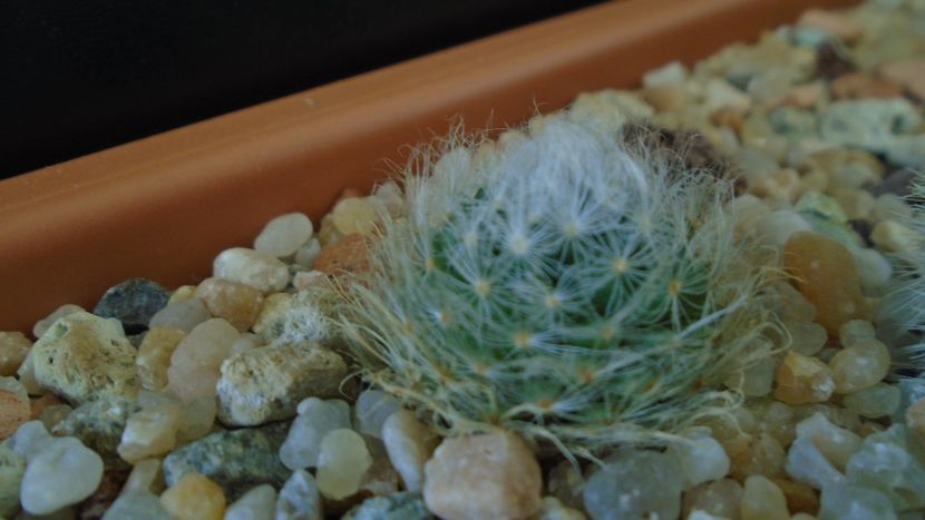 Mammillaria aureilanata - Cactusi 2020 - catalogare 3