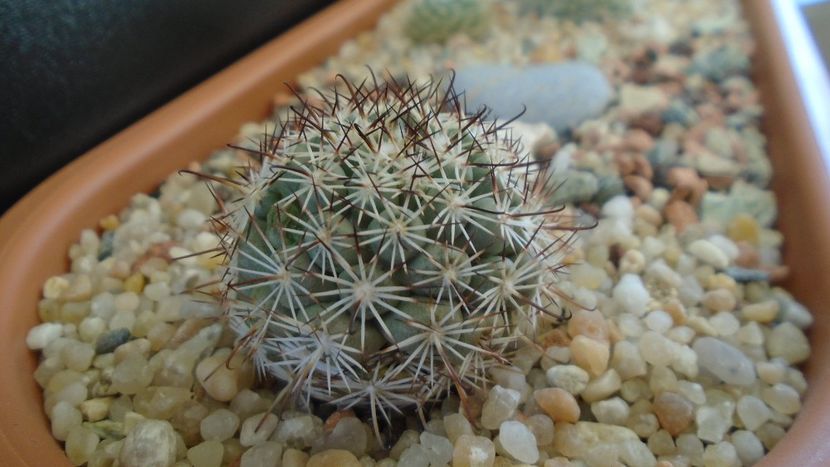Mammillaria (Bartschella) schumannii v. globosa - Cactusi 2020 - catalogare 3