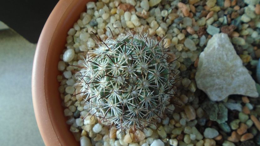 Mammillaria (Bartschella) schumannii v. globosa - Cactusi 2020 - catalogare 3
