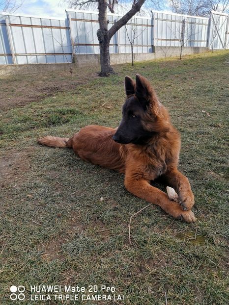  - 1_3_NERO_PAZA_CURTII