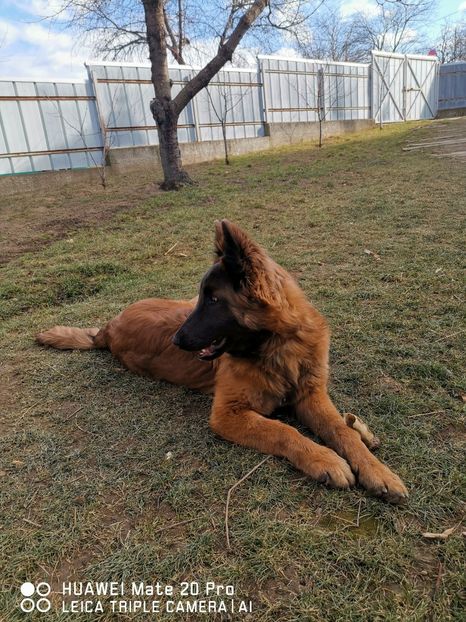  - 1_3_NERO_PAZA_CURTII