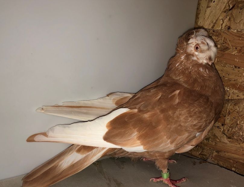 4454  femelă  2018 - Plecați ALBUM 3