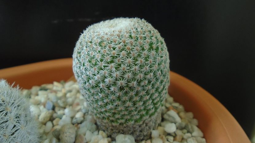 Mammillaria crucigera - Cactusi 2020 - catalogare 3