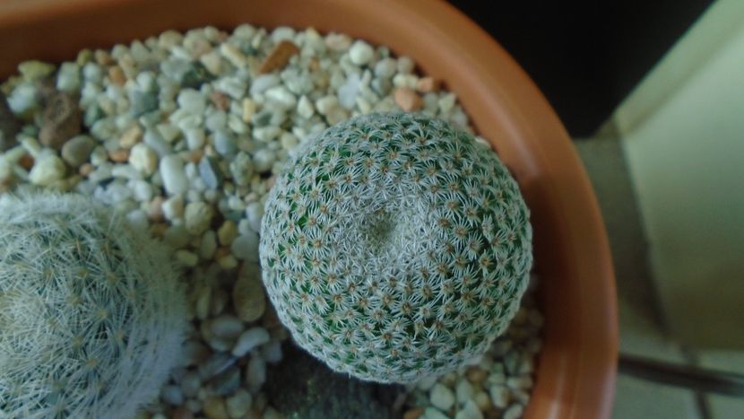 Mammillaria crucigera - Cactusi 2020 - catalogare 3