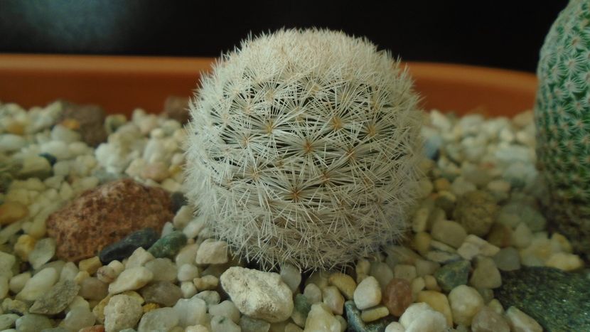 Mammillaria humboldtii - Cactusi 2020 - catalogare 3