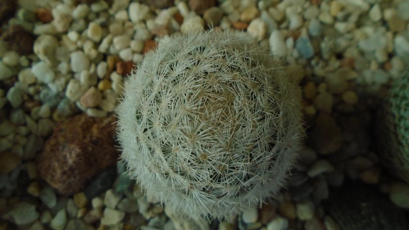 Mammillaria humboldtii - Cactusi 2020 - catalogare 3