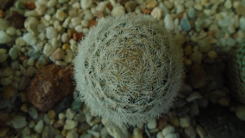 Mammillaria humboldtii - Cactusi 2020 - catalogare 3