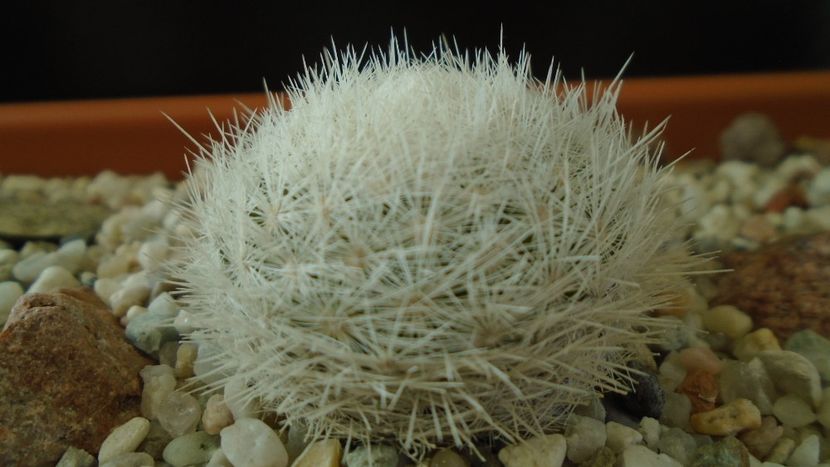 Mammillaria gasseriana, SB1164 Rodeo, Durango - Cactusi 2020 - catalogare 3