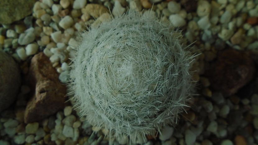 Mammillaria gasseriana, SB1164 Rodeo, Durango - Cactusi 2020 - catalogare 3