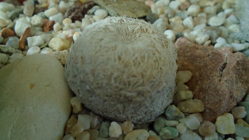 Mammillaria egregia - Cactusi 2020 - catalogare 3