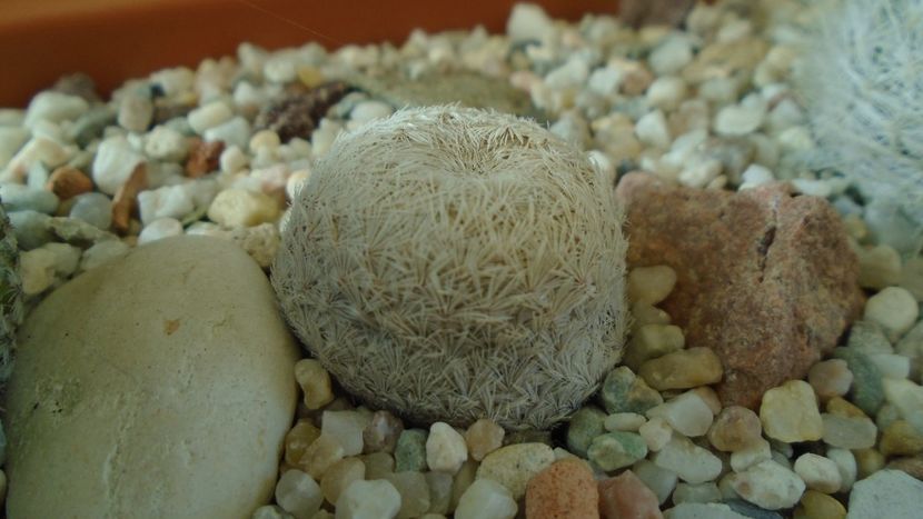 Mammillaria egregia - Cactusi 2020 - catalogare 3
