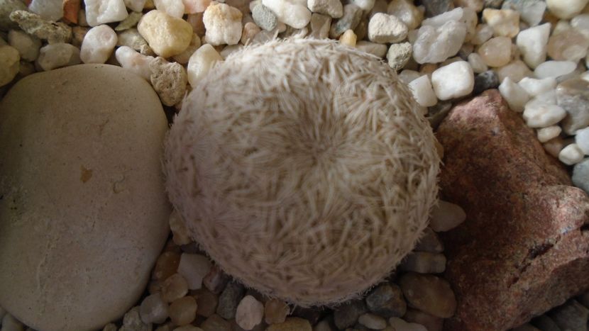 Mammillaria egregia - Cactusi 2020 - catalogare 3