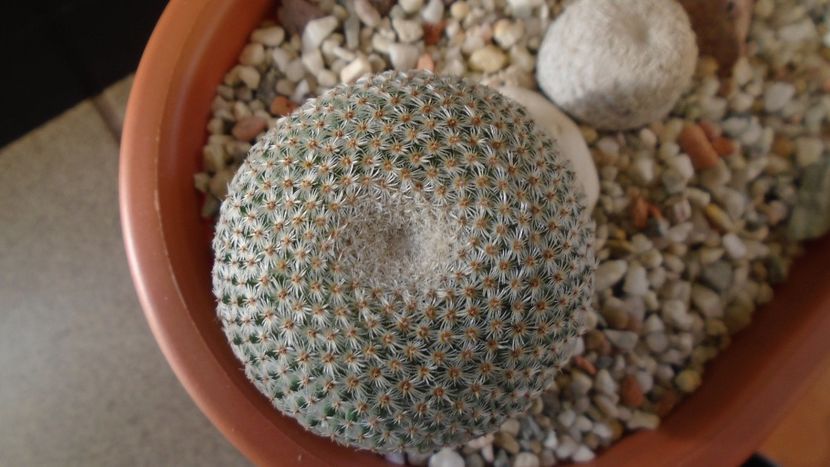 Mammillaria crucigera ssp. tlalocii - Cactusi 2020 - catalogare 3