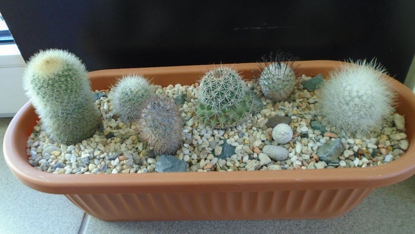 Grup de 7 Mammillaria - Cactusi 2020 - catalogare 3