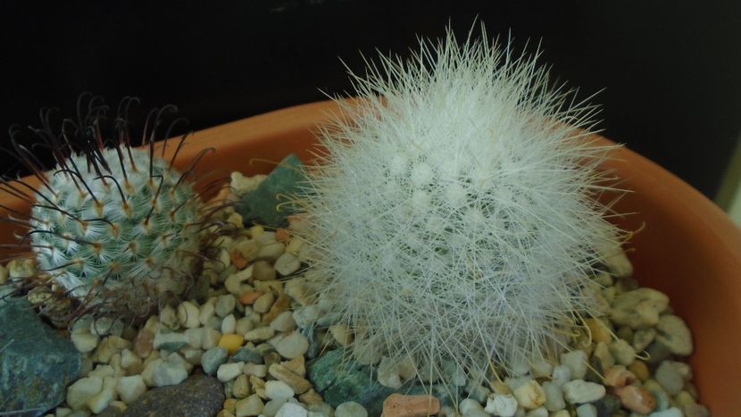 Mammillaria senilis - Cactusi 2020 - catalogare 3