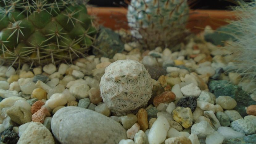 Mammillaria herrerae - Cactusi 2020 - catalogare 3