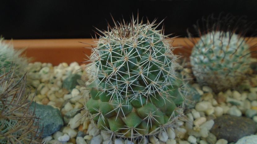 Mammillaria standleyi, L 086, Sierra Obscura 200m, Mx. - Cactusi 2020 - catalogare 3