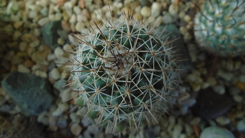 Mammillaria standleyi, L 086, Sierra Obscura 200m, Mx. - Cactusi 2020 - catalogare 3