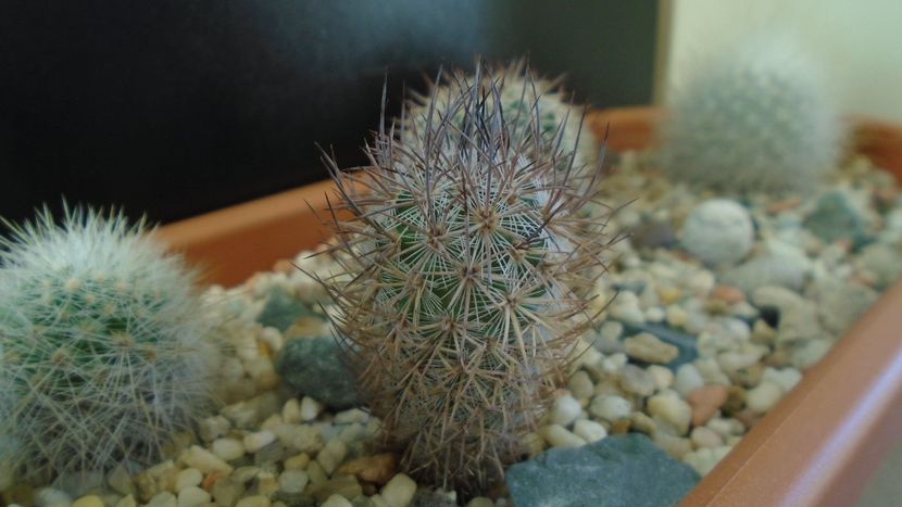 Mammillaria pottsii, SB324, Ramon Arispe, Coahuila, Mx. - Cactusi 2020 - catalogare 3