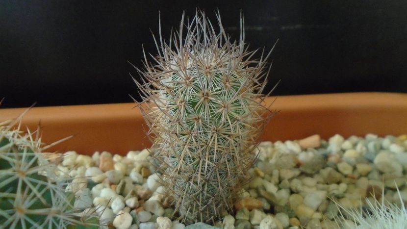Mammillaria pottsii, SB324, Ramon Arispe, Coahuila, Mx. - Cactusi 2020 - catalogare 3