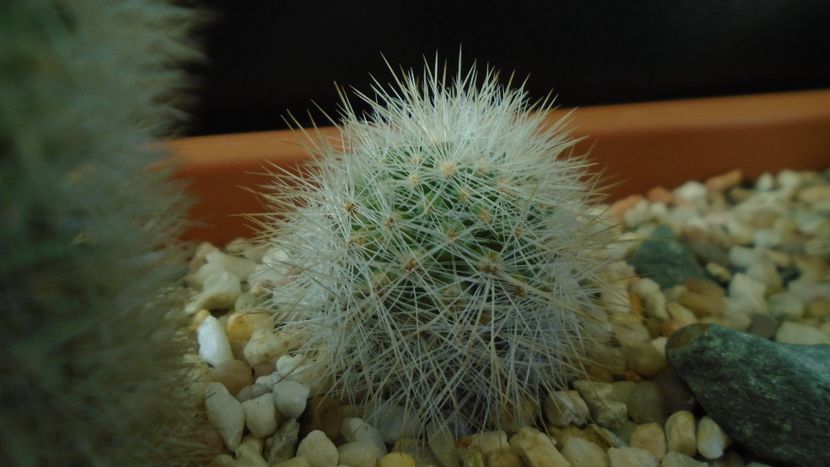 Mammillaria machucae, Jalisco, Mx. - Cactusi 2020 - catalogare 3