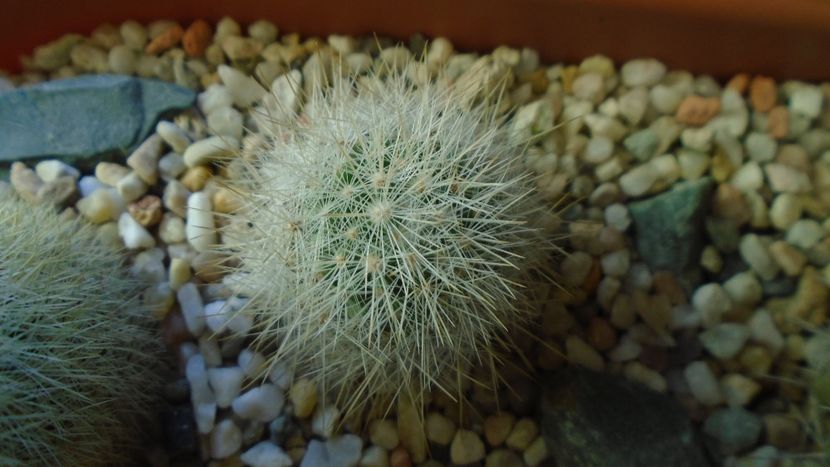 Mammillaria machucae, Jalisco, Mx. - Cactusi 2020 - catalogare 3