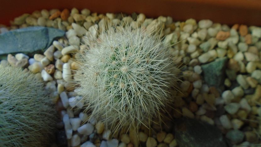 Mammillaria machucae, Jalisco, Mx. - Cactusi 2020 - catalogare 3