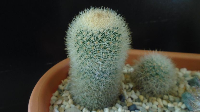Mammillaria pilcayensis chrysodactyla - Cactusi 2020 - catalogare 3